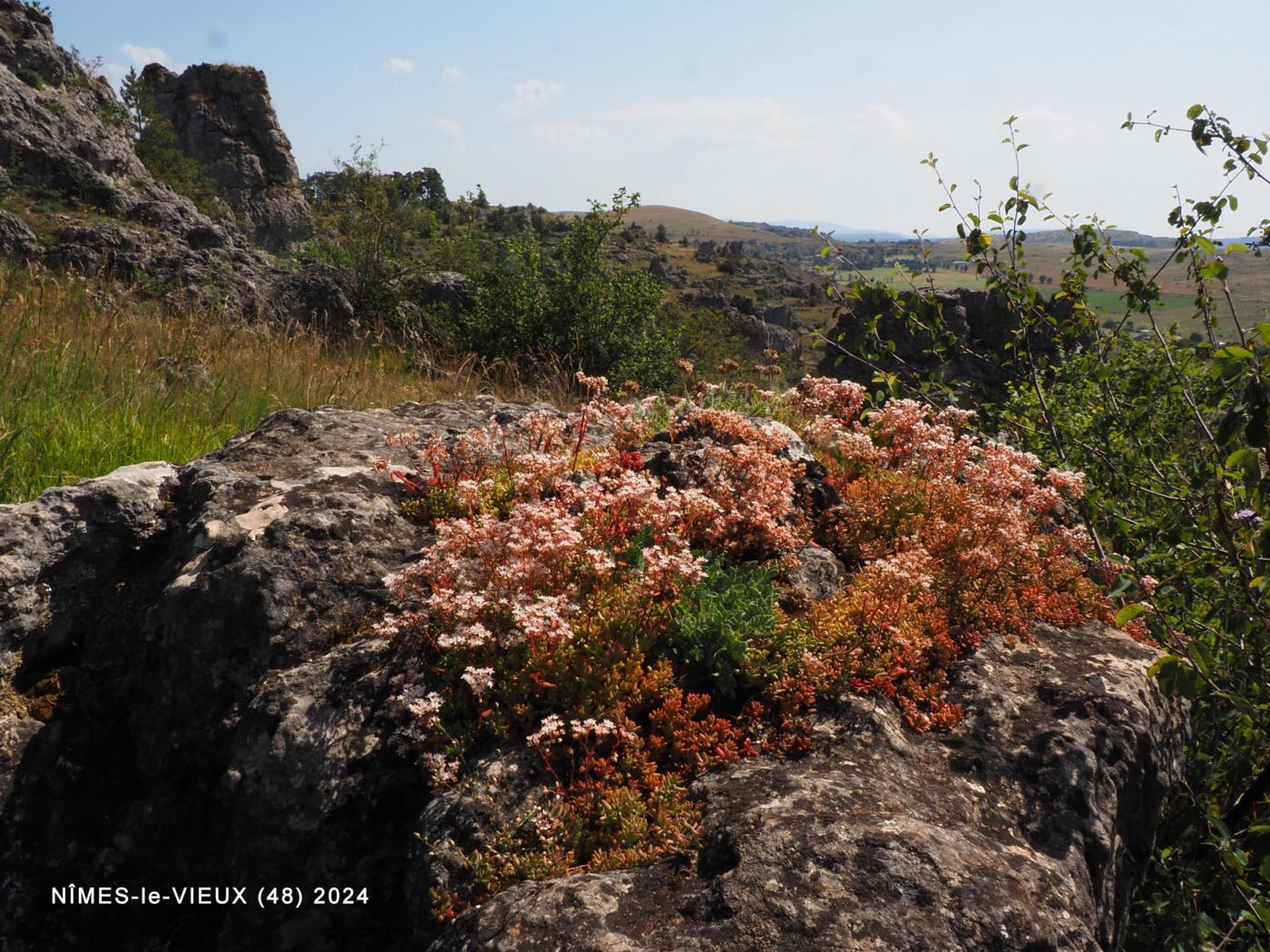 Stonecrop, White plant